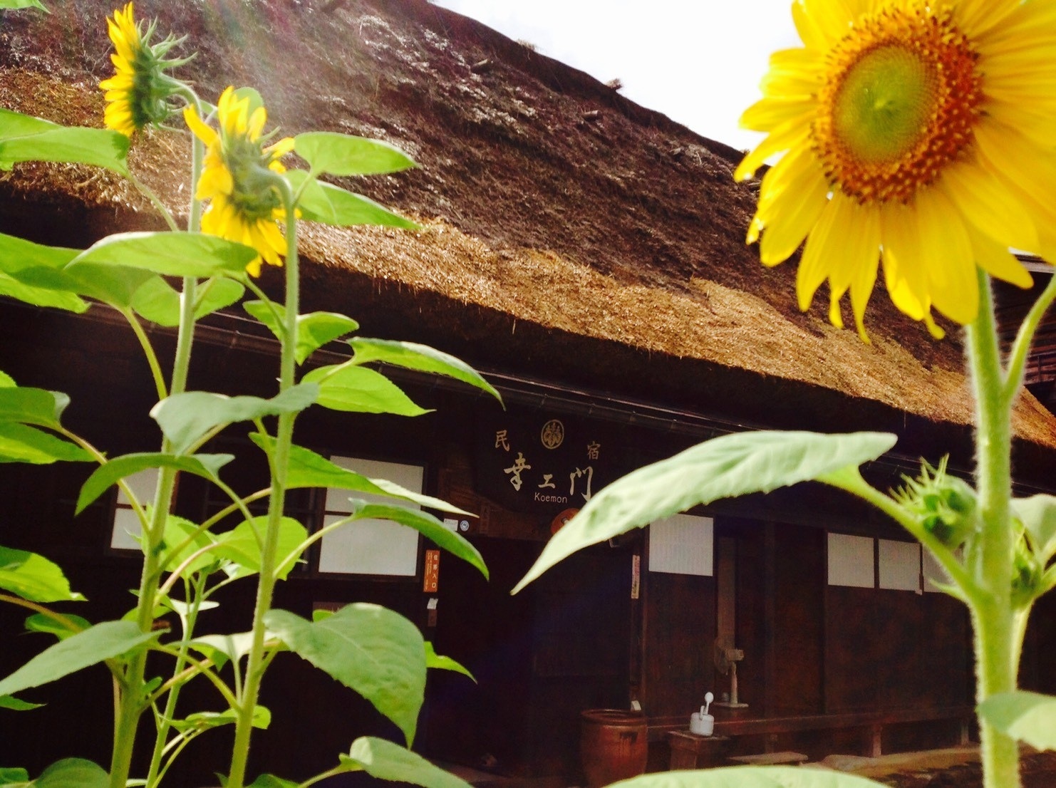 Sunflowers beside the thatched house at Koemon, Shirakawa-go, Japan