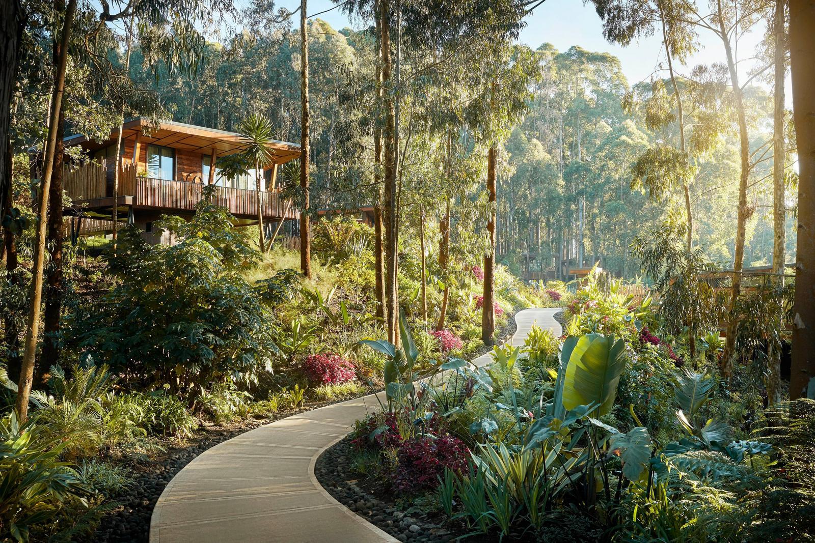 Elevated lodge exterior among tall trees and lush gardens, One&Only Gorilla's Nest, Volcanoes National Park, Rwanda