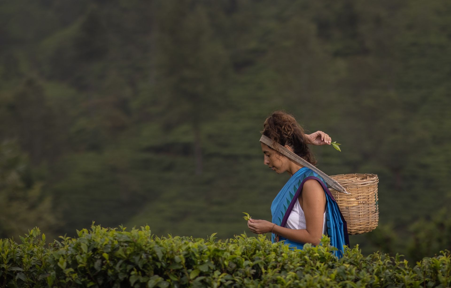 Guest carrying a woven basket while plucking leaves in the tea fields, Heritance Tea Factory