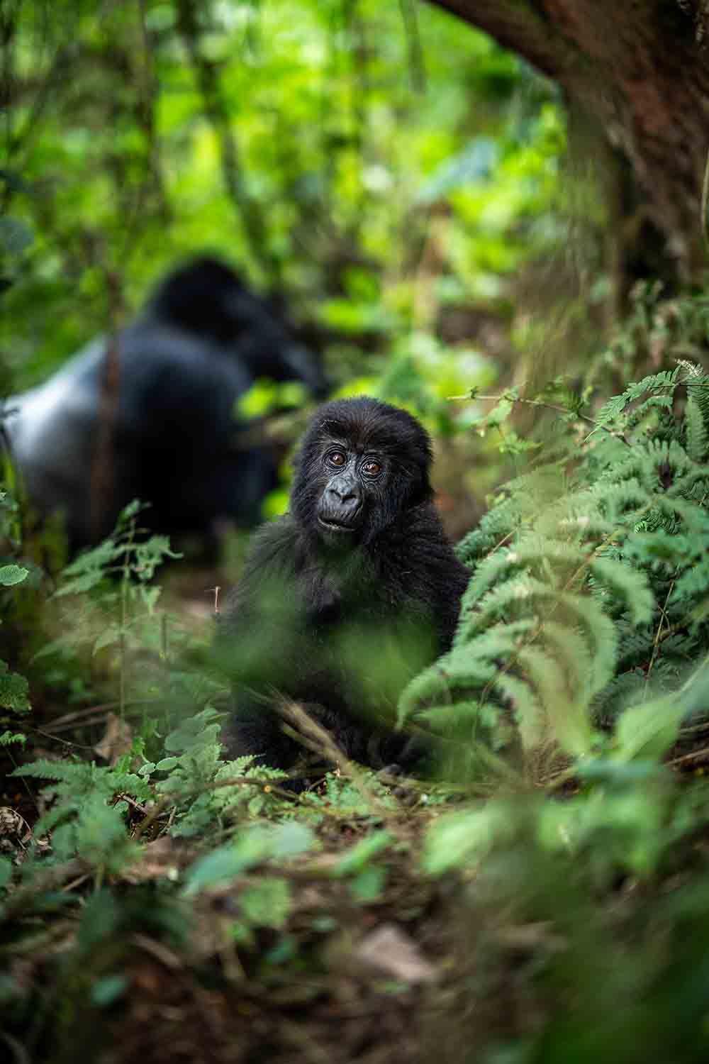 Gorillas resting together in the green forest, Bisate Lodge, Volcanoes National Park, Rwanda