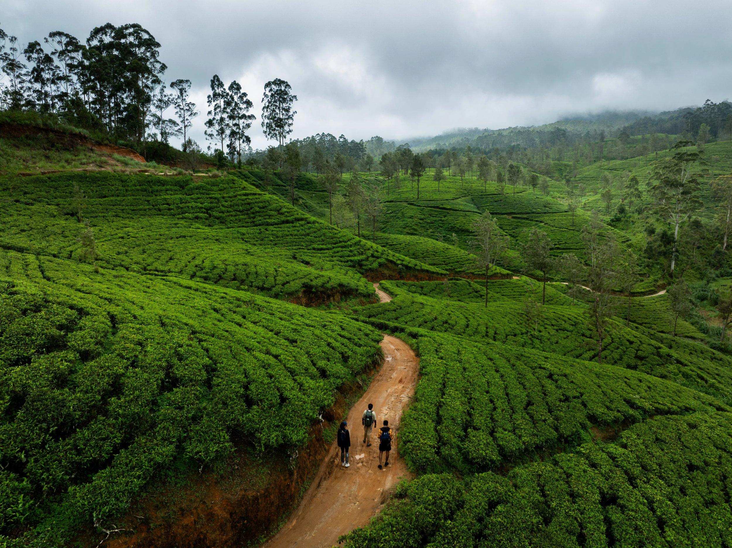 Walking trail winding through bright green hillside tea estates, Ceylon Tea Trails, Hatton, Sri Lanka