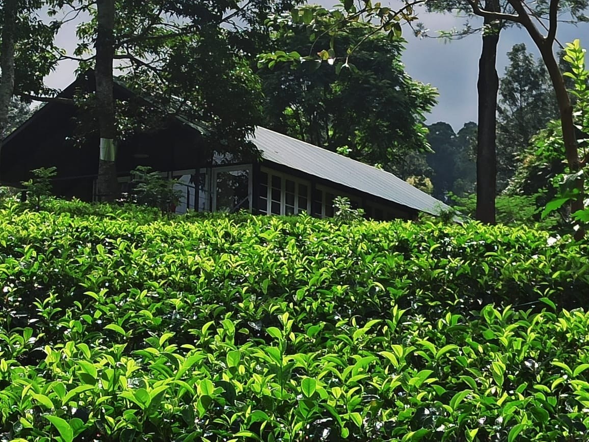 Tea bushes surrounding a green-roofed tent at Madulkelle Tea & Eco Lodge