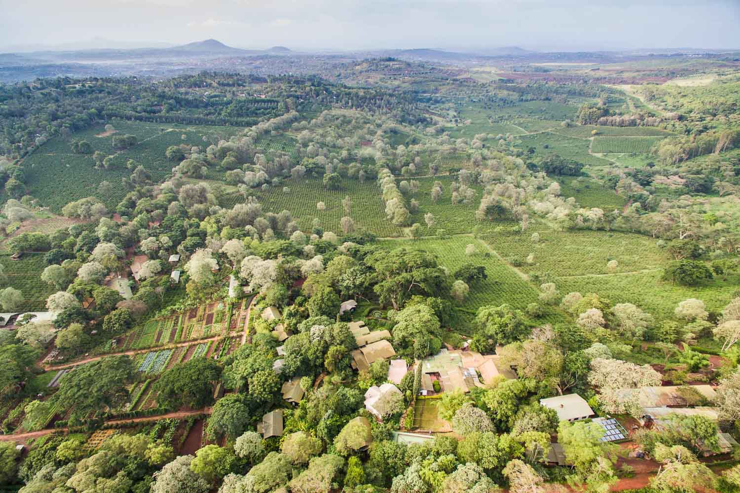 Aerial view of Gibb's Farm buildings, trees and surrounding cultivated land.