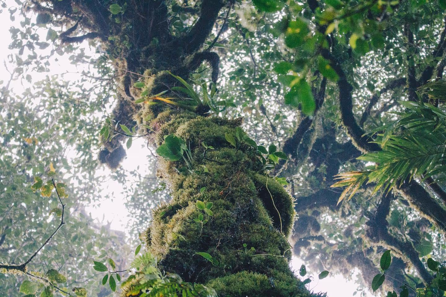 Upward view into a moss-covered cloud-forest tree canopy, Hotel Belmar, Monteverde, Costa Rica