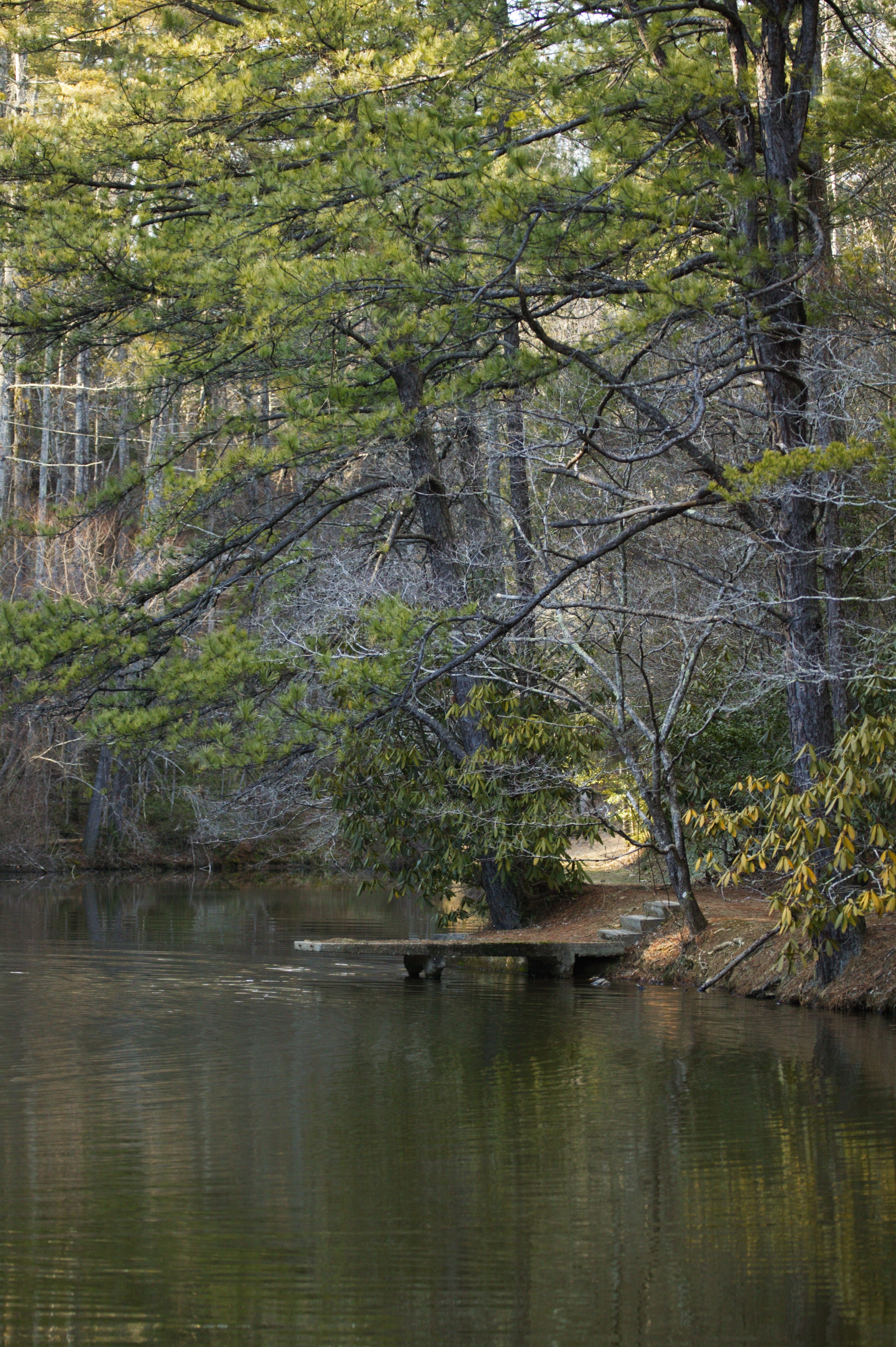 Woodland pond framed by leafy trees at Buckhorn Inn, Gatlinburg, USA