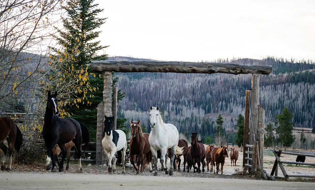 A herd of horses runs across Vista Verde Ranch in Clark, Colorado.