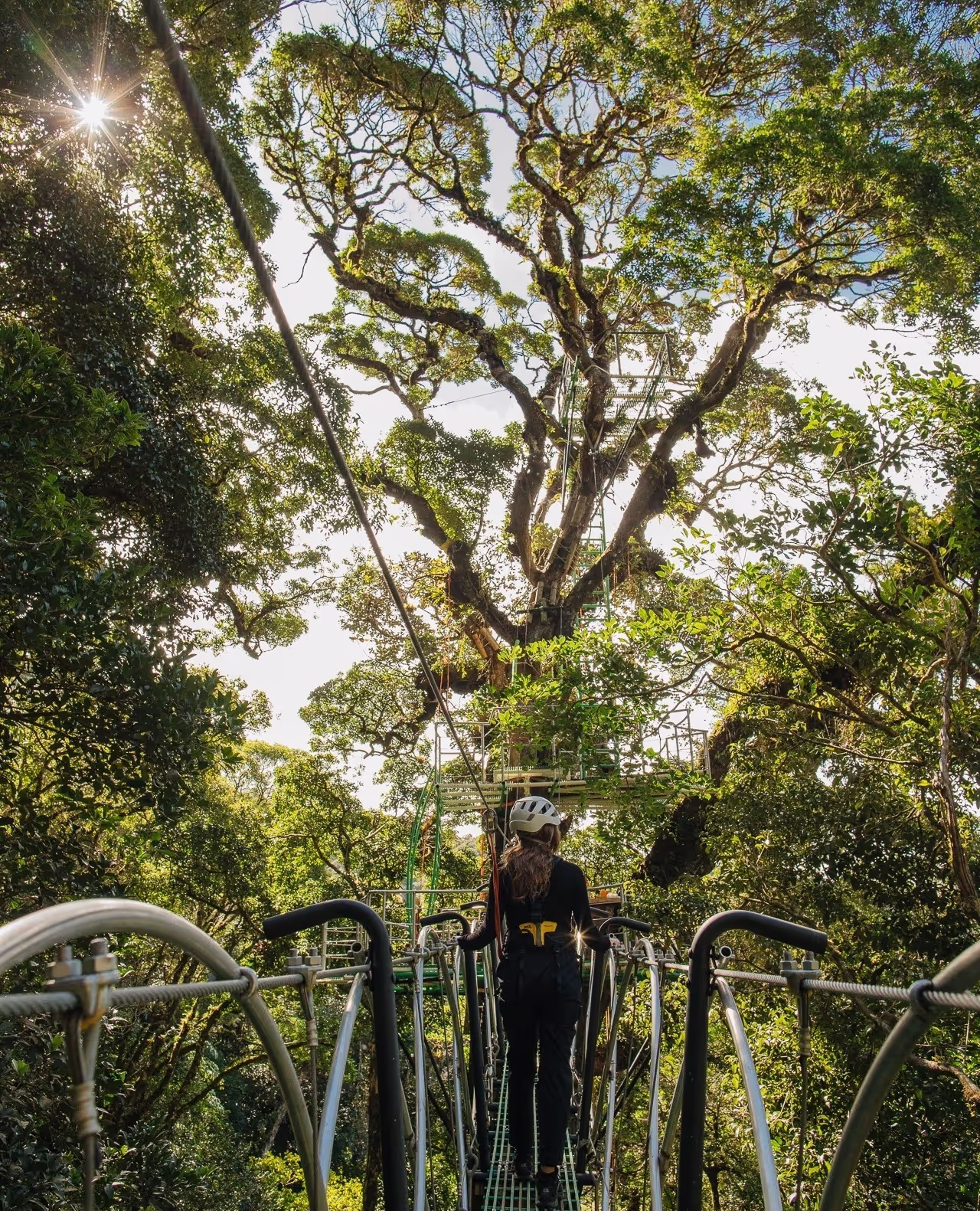Elevated forest walkway surrounding a large canopy tree, Hotel Belmar, Monteverde, Costa Rica