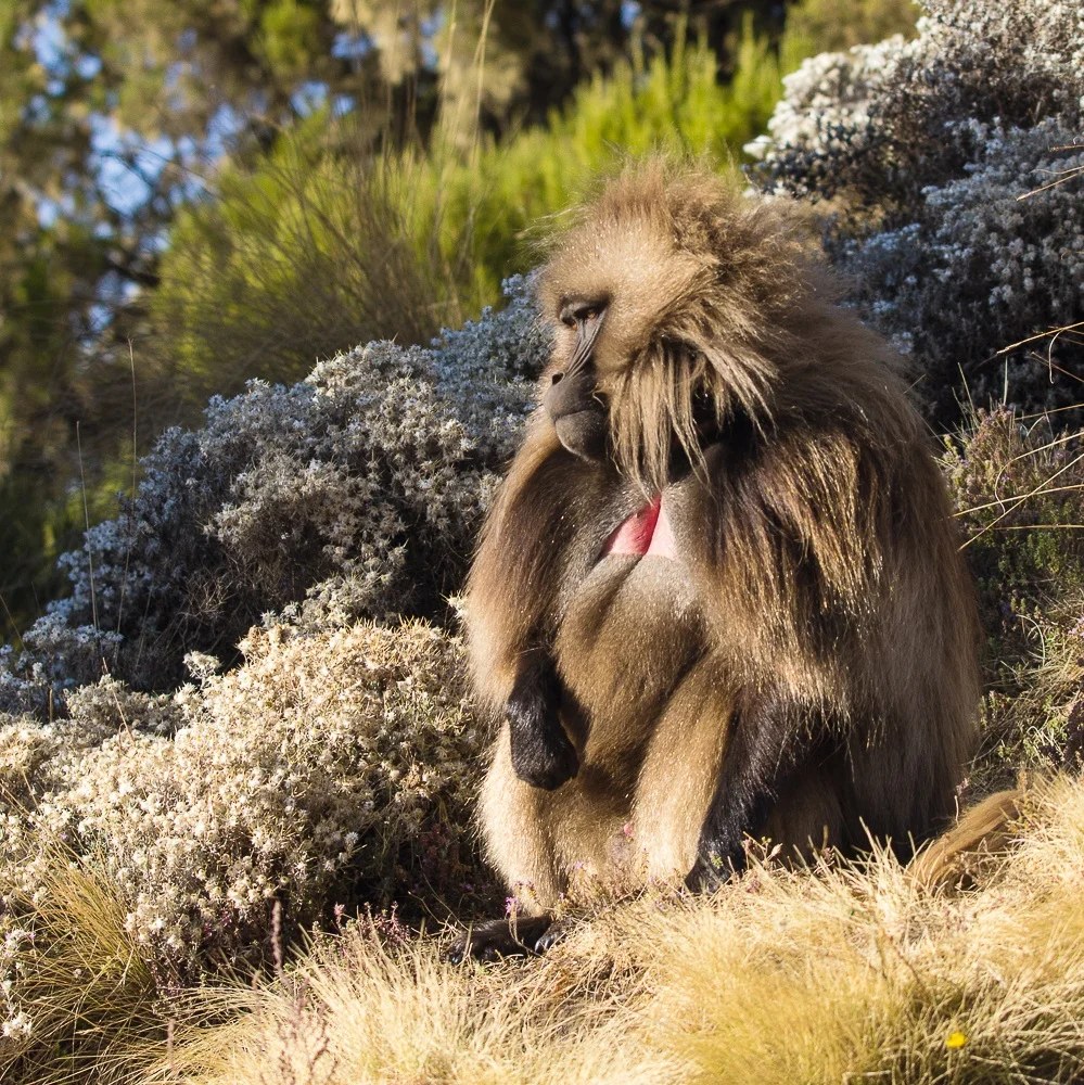 Gelada sitting beside rocks in the Simien Mountains, Limalimo Lodge