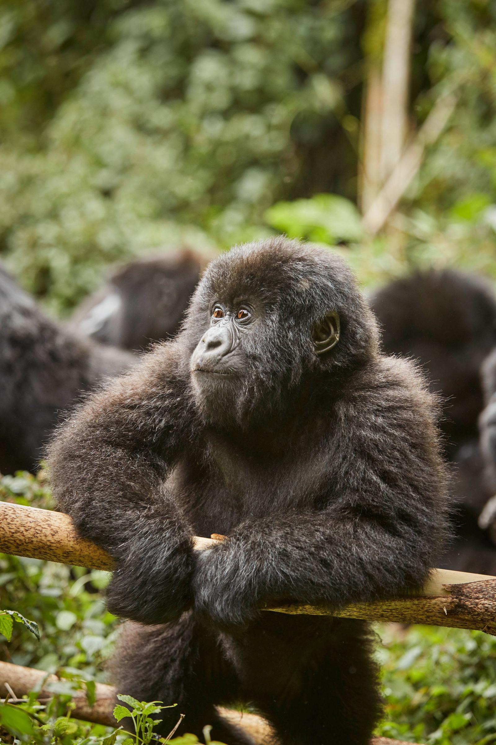 Young mountain gorilla resting on a branch, One&Only Gorilla's Nest, Volcanoes National Park, Rwanda