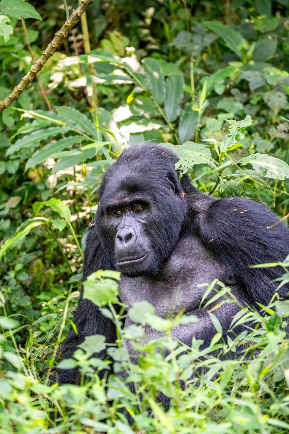 Mountain gorilla resting in dense forest vegetation, Clouds Mountain Gorilla Lodge, Bwindi Impenetrable National Park, Uganda