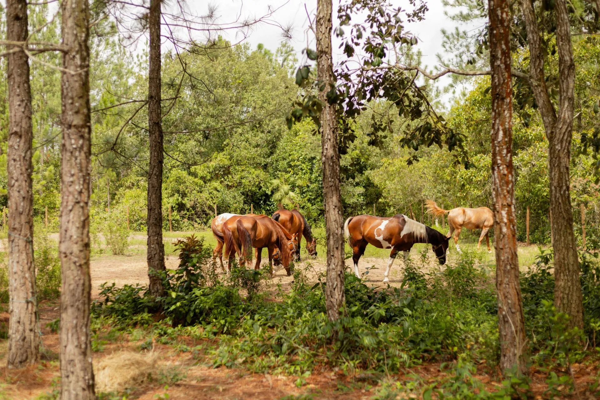 Horses grazing among pine trees, Blancaneaux Lodge, Mountain Pine Ridge, Cayo, Belize