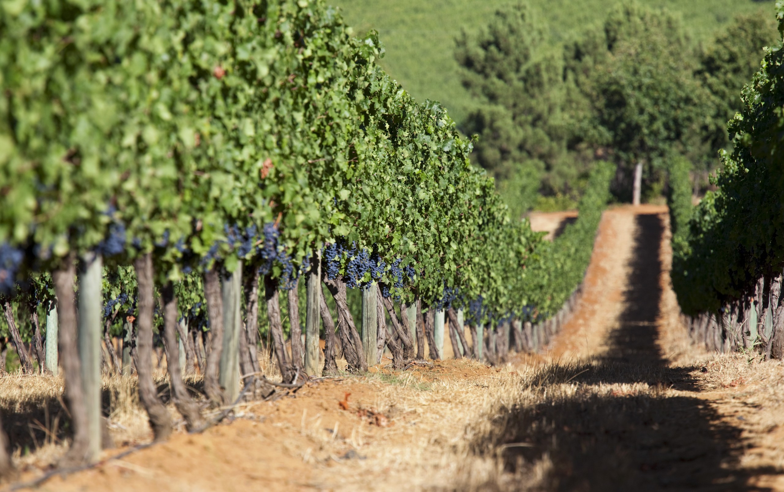 Path between rows of grapevines at Delaire Graff Estate.