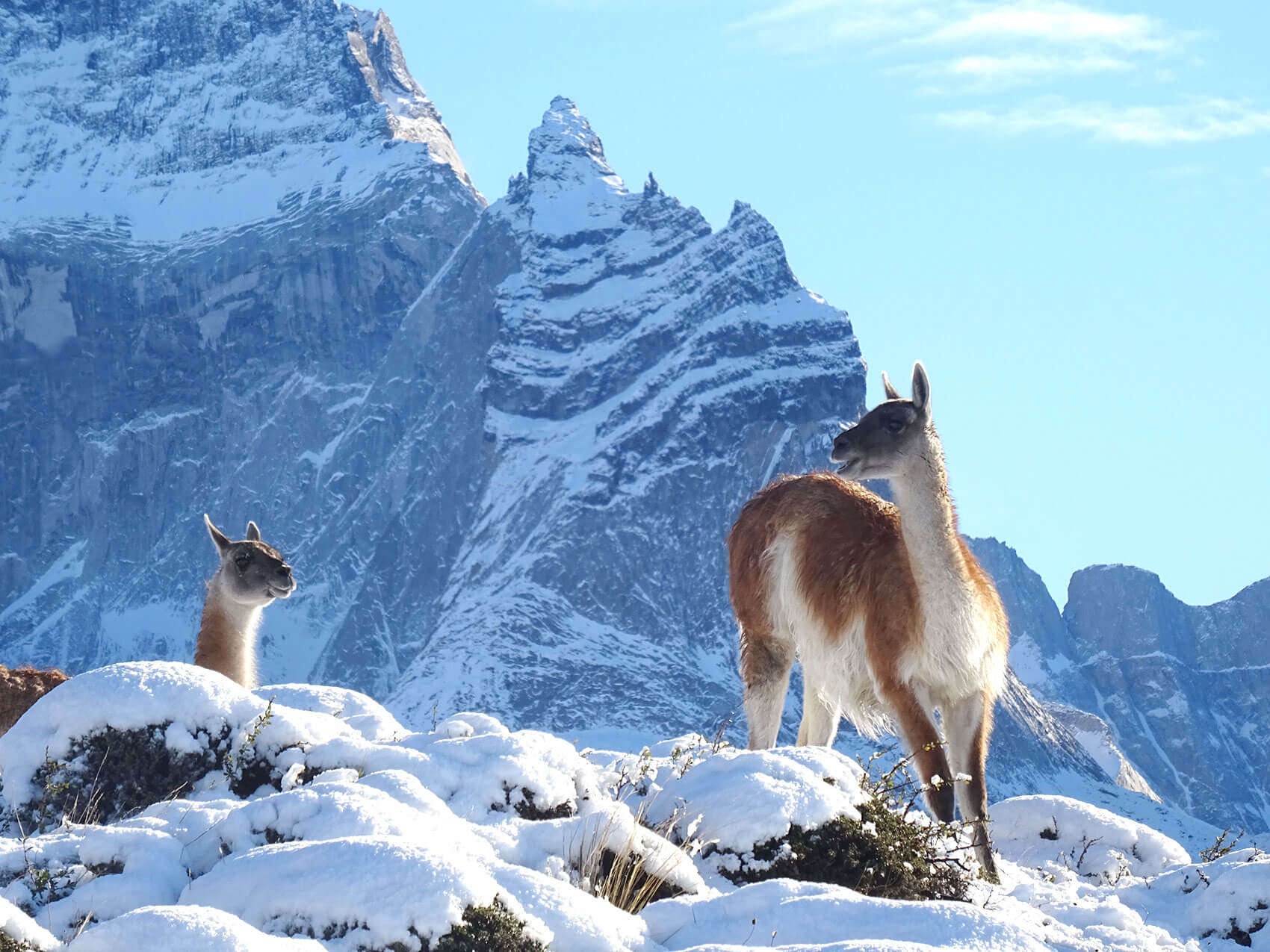 Guanacos standing on snowy ground in front of steep mountain faces at Hostería Pehoé, Torres del Paine, Chile