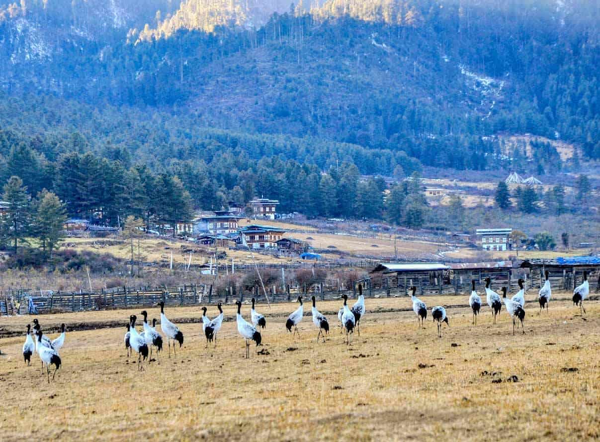 Black-necked cranes gathered in the Phobjikha Valley’s winter fields beneath forested hills near Gangtey Lodge