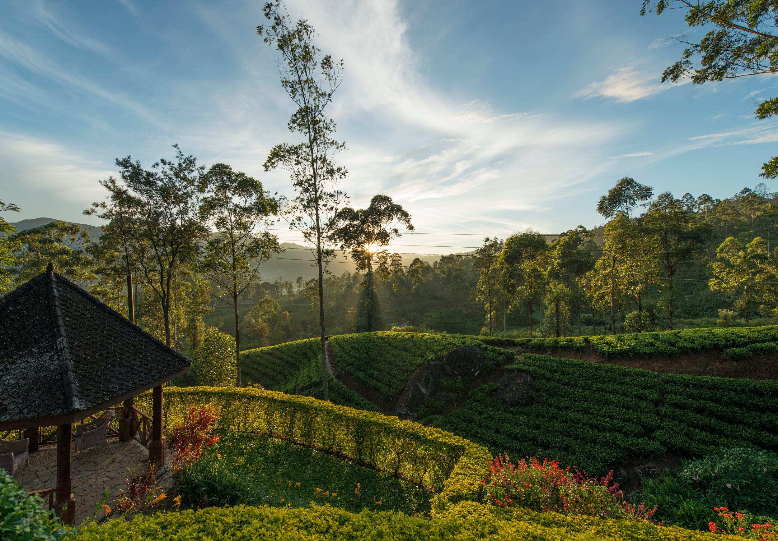 Sunlit terraced tea gardens and forested mountain slopes, Ceylon Tea Trails, Hatton, Sri Lanka