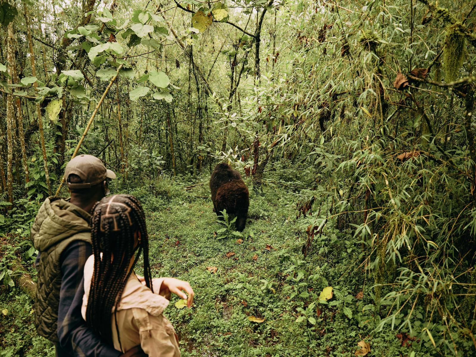 Guided gorilla trekking through dense forest, One&Only Gorilla's Nest, Volcanoes National Park, Rwanda