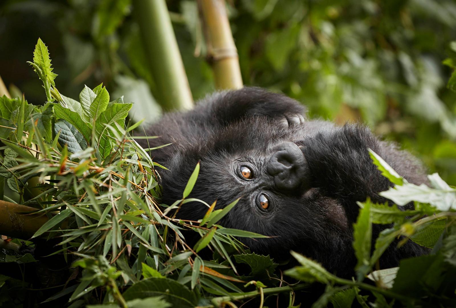 Mountain gorilla among bamboo leaves, One&Only Gorilla's Nest, Volcanoes National Park, Rwanda