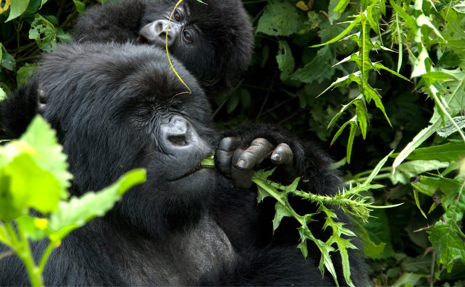 Mountain gorillas resting together in lush forest, Singita Kwitonda Lodge, Volcanoes National Park, Rwanda