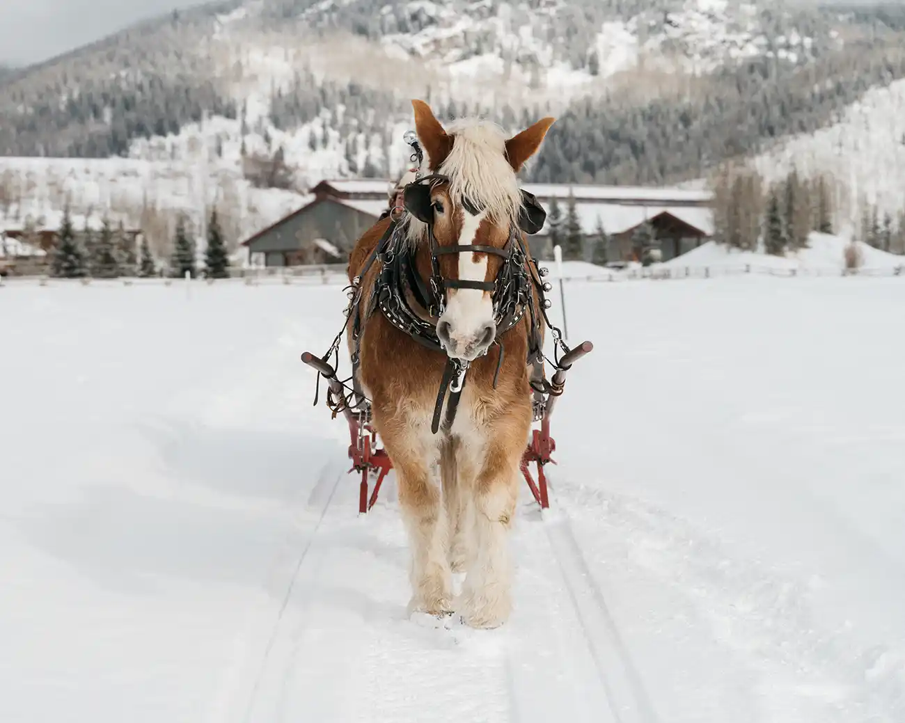Draft horses pull a sleigh on a winter ride at Vista Verde Ranch, Clark, Colorado.