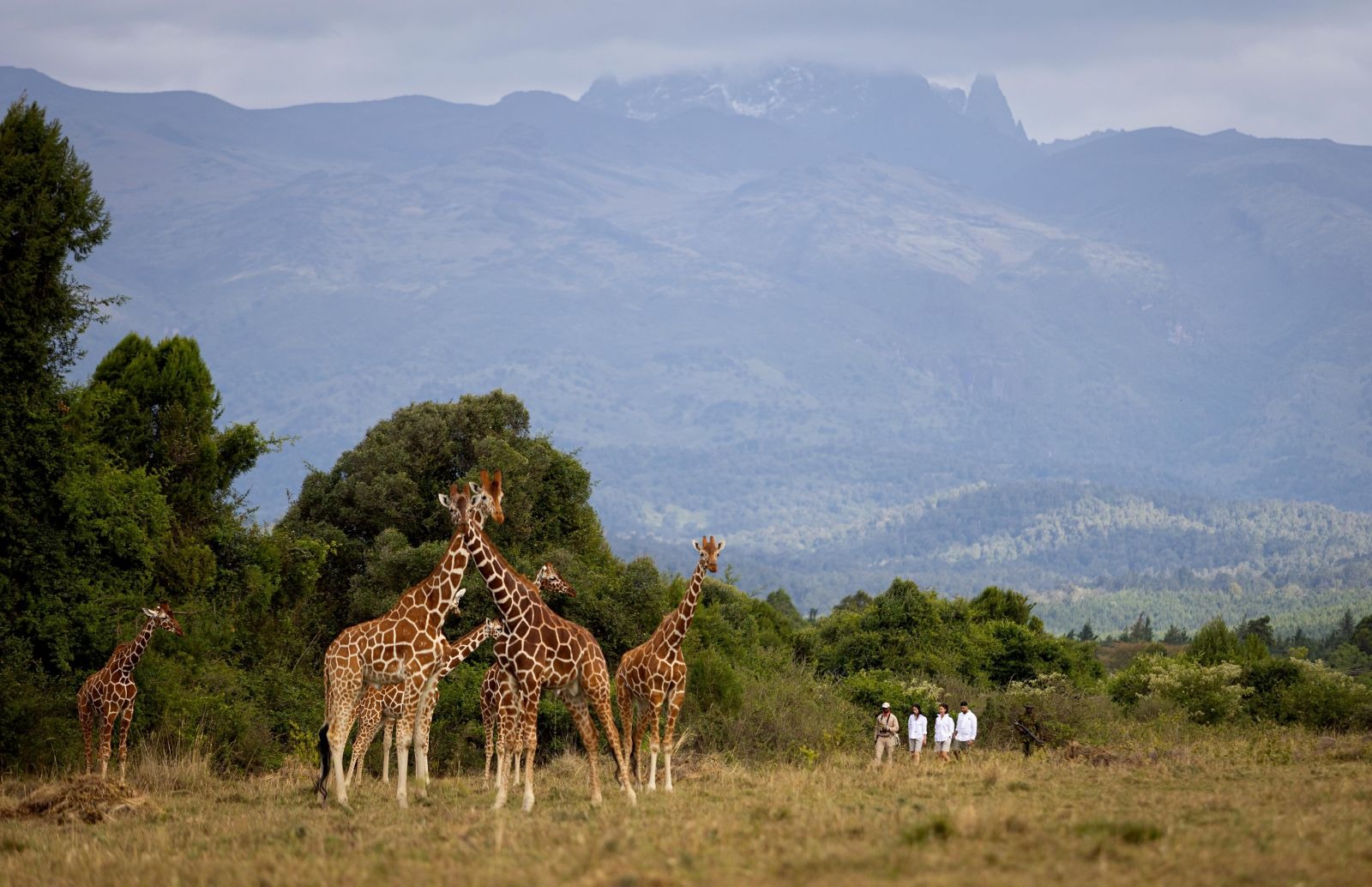 Giraffes in grassland with a mountain view, Fairmont Mount Kenya Safari Club, Nanyuki, Kenya