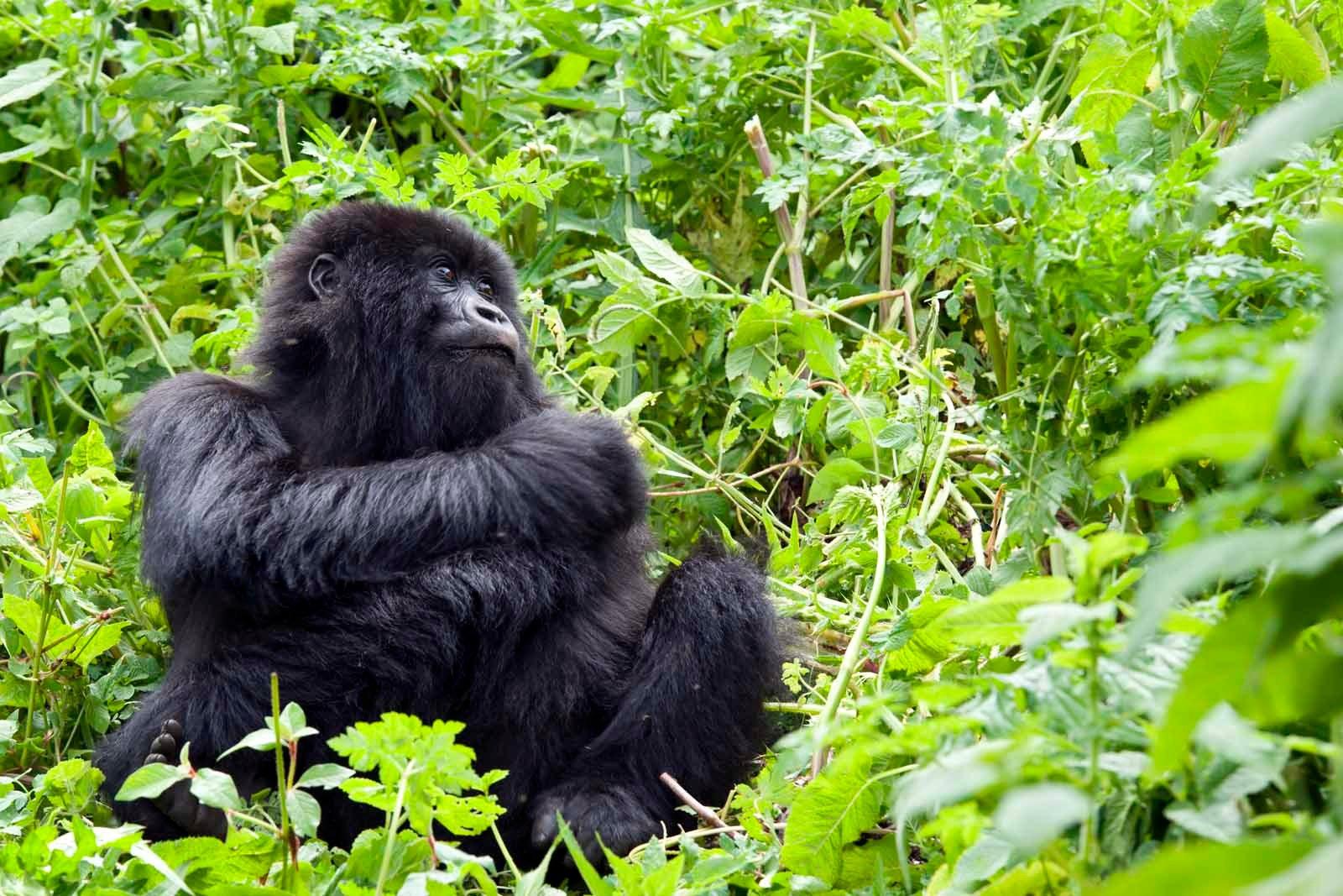 Mountain gorilla seated among green plants, Singita Kwitonda Lodge, Volcanoes National Park, Rwanda