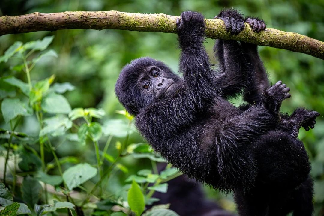 Young gorilla hanging from a tree branch, Clouds Mountain Gorilla Lodge, Bwindi Impenetrable National Park, Uganda